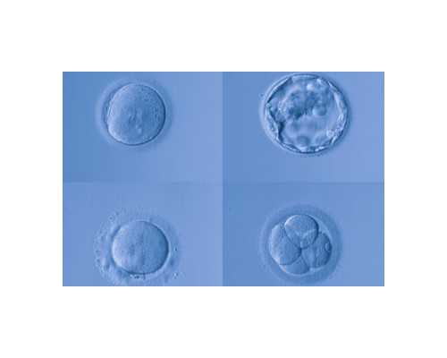 怎么调理生男孩几率大？能保证100%的成功吗？