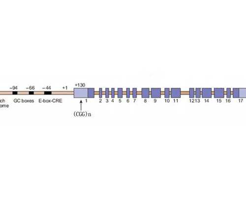 北京正规供卵网,北京包生男孩微信，北京试管婴儿医院