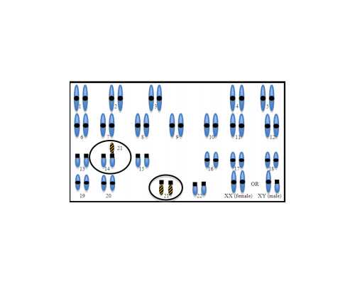 在北京协和医院做试管需要多少钱！北京协和做试管婴儿怎么样！