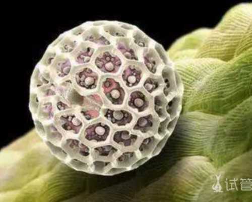 北京供卵能成功吗,北京家恩德运试管多少钱，2026年已更新|北京家恩德运