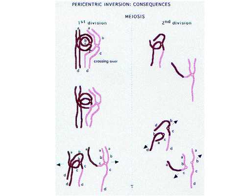 百合银耳莲子汤_百合银耳莲子汤的做法_百合银耳莲子汤的功效